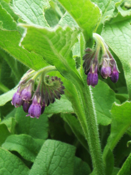 Common Comfrey